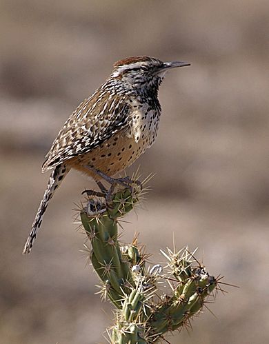 Cactus wren